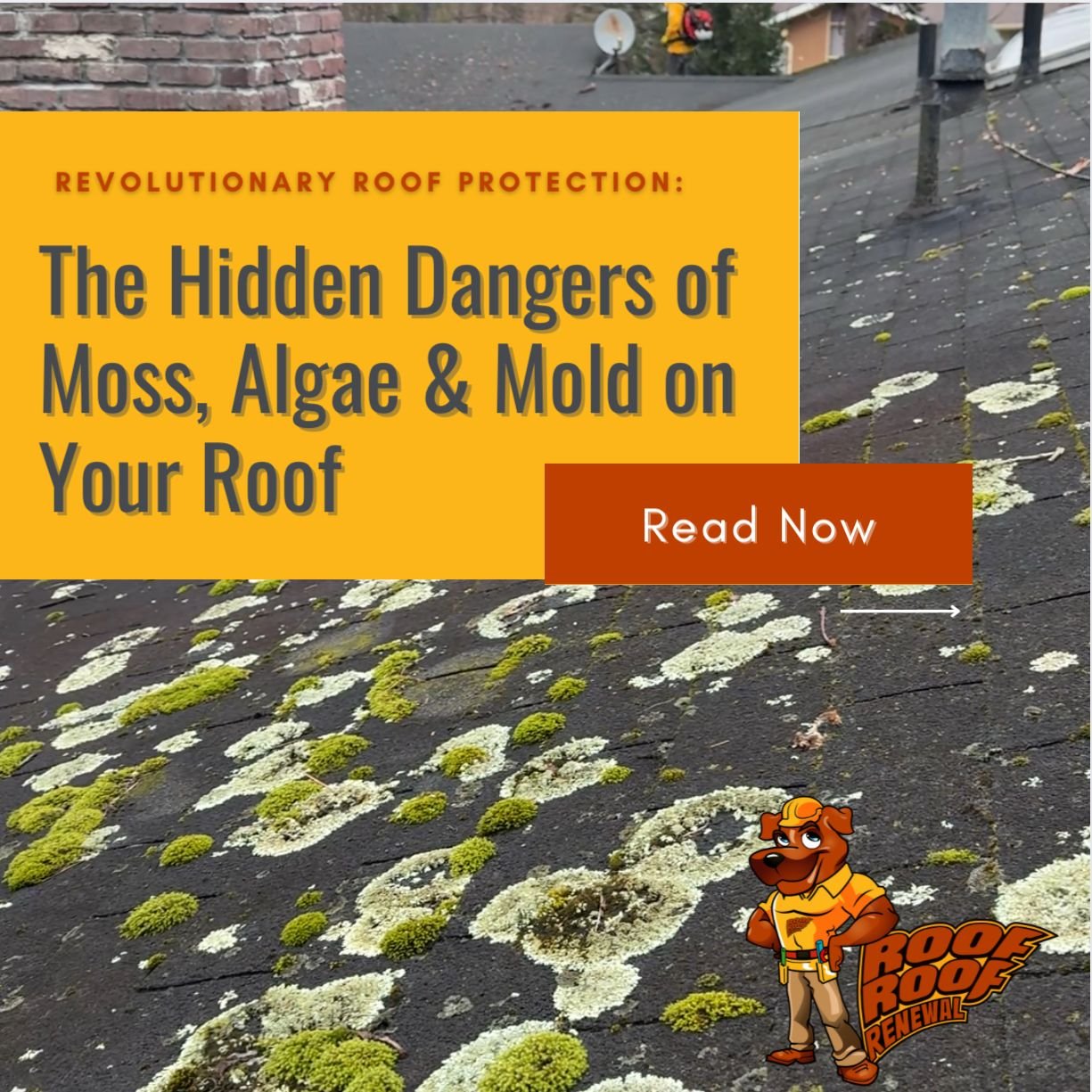 Why Moss, Algae & Mold Are Bad for Your Shingles – And How to Stop Them