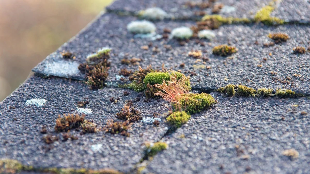 how to get rid of moss on roof